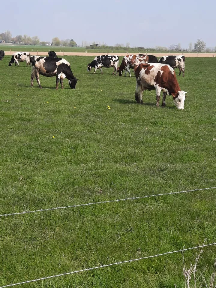 Vaches au pré de la ferme des 14 Bonniers