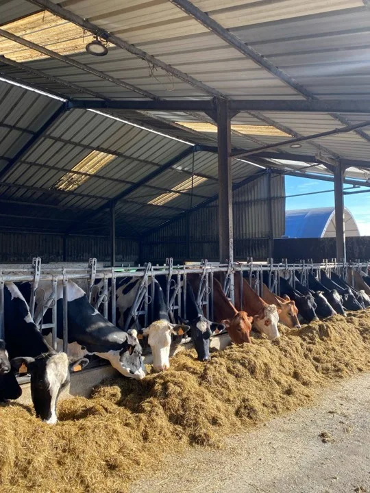Vaches à l'étable de la ferme des 14 Bonniers